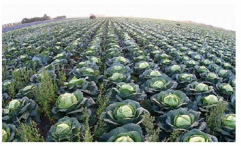 Cavolo, il “re” della coltivazione di ortaggi in Russia